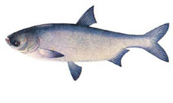 Толстолобик